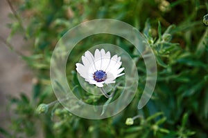 White flower with purple polen photo
