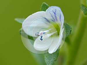 White Flower, Purple Stamen