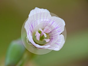 White Flower Purple Stripes 2