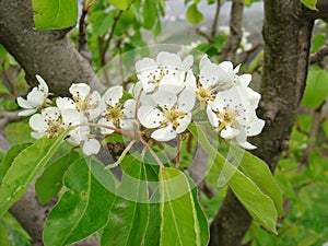 Pyrus communis branch with white flower photo