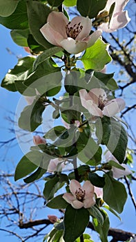 White flower of Quince tree Cydonia oblonga