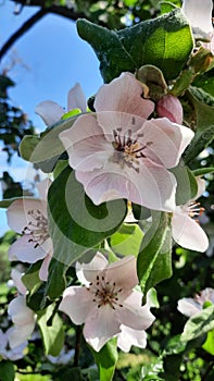 White flower of Quince tree Cydonia oblonga