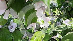 White flower of Quince tree Cydonia oblonga