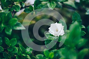 White flower in the rain