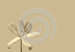 White flower with rain drop spring on brown with empty space