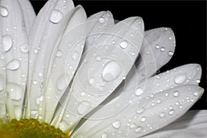 White Flower with rain Drops