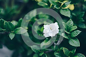 White flower in the rain