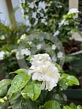 White flower with rain water drops