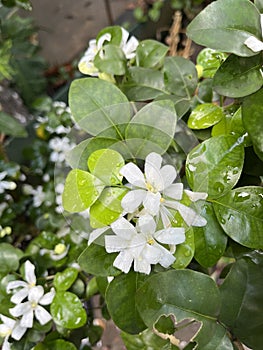 White flower with rain water drops