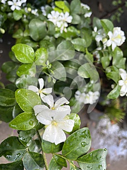 White flower with rain water drops