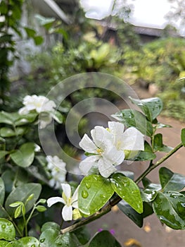 White flower with rain water drops