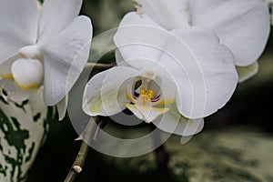 White Flower in the rainforest