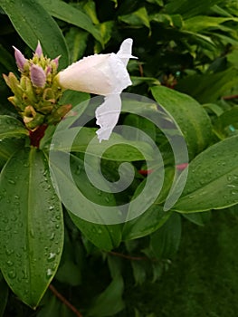 White flower rainy days