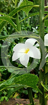 White flower rainy season water drop