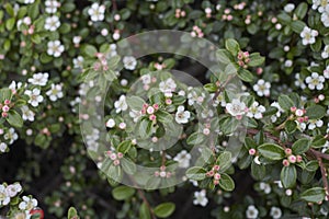 Cotoneaster microphyllus in bloom