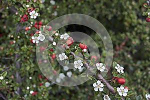 Cotoneaster microphyllus in bloom
