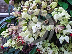 White flower with red tips commonly known as bleeding heart vine plant in the garden