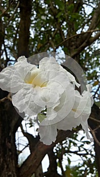 White flower in rhe morning photo