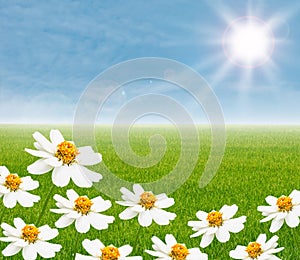 White flower with ricefield