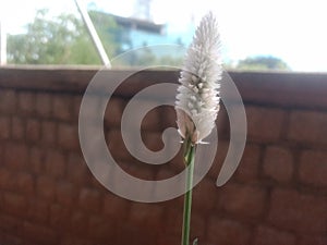 White flower on roadside