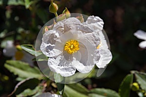 White Flower Rockrose