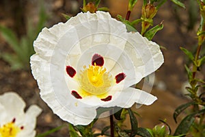 White Flower Rockrose