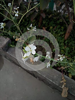 White flower roof winter collections Bangladesh