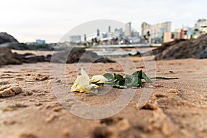 White flower on the sand of Rio Vermelho beach