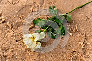 White flower on the sand of Rio Vermelho beach