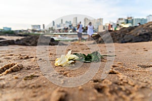 White flower on the sand of Rio Vermelho beach