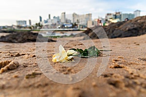 White flower on the sand of Rio Vermelho beach