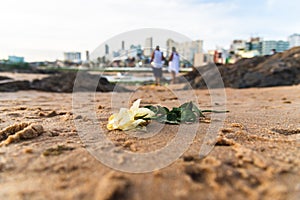 White flower on the sand of Rio Vermelho beach