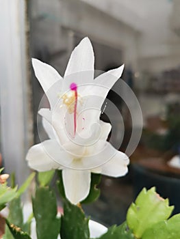 The white flower of Schlumbergera truncata