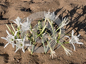 A white flower of sea daffodil Pancratium maritimum growing the