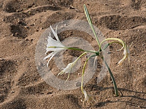 A white flower of sea daffodil Pancratium maritimum growing the