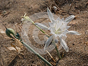 A white flower of sea daffodil Pancratium maritimum growing the