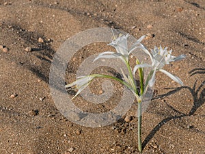 A white flower of sea daffodil Pancratium maritimum growing the