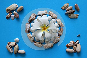 The white flower with seashells on the blue background.