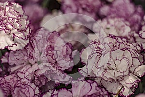 White flower with several folds and purple border