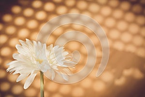 White flower with shadow of blind