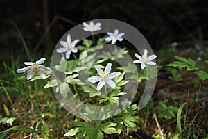 White flower