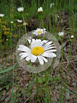 White flower