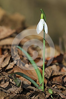 White flower Snowdrop, Galanthus nivalis