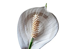 White flower: spathiphyllum