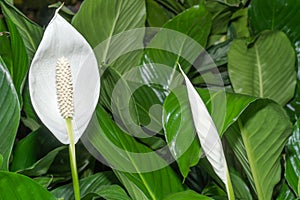 White flower of spathiphyllum peace lily houseplant in fresh green leaves