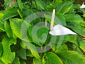 A white flower of Spathiphyllum wallisii of peace Lily