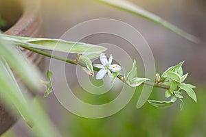 White flower of Spider Plant or Chlorophytum bichetii Karrer Backer bloom in brown pot in the garden.