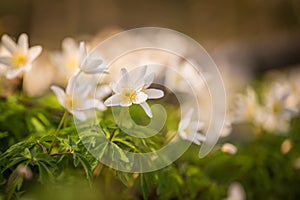 White flower in sprin. Isolated snowdrop in early spring. Beauty in nature