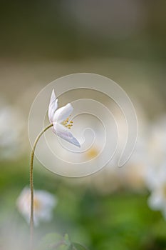 White flower in sprin. Isolated snowdrop in early spring. Beauty in nature