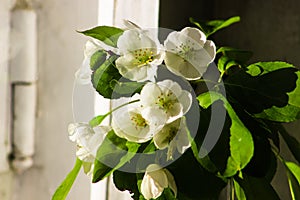 White flower. Spring apple blossom. Beautiful summer fresh wallpaper. White flowers with green leaves.Nature background